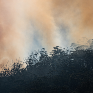 Bushfire Preparation and Management for Small Farms – Flowers Magazine