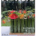 Autumn 2025 - Issue 104